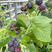 蓝树莓苗树莓苗根系发达丰产性好果大丰满