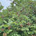 蓝树莓苗树莓苗根系发达丰产性好果大丰满