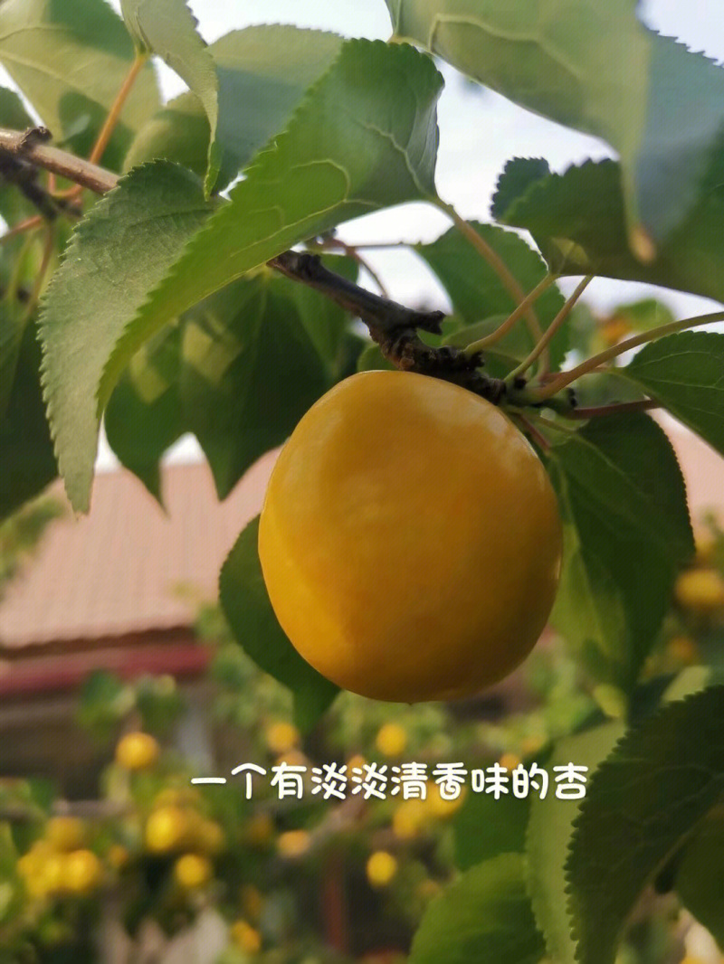 珍珠油杏苗杏苗根系发达丰产性好果甜丰满