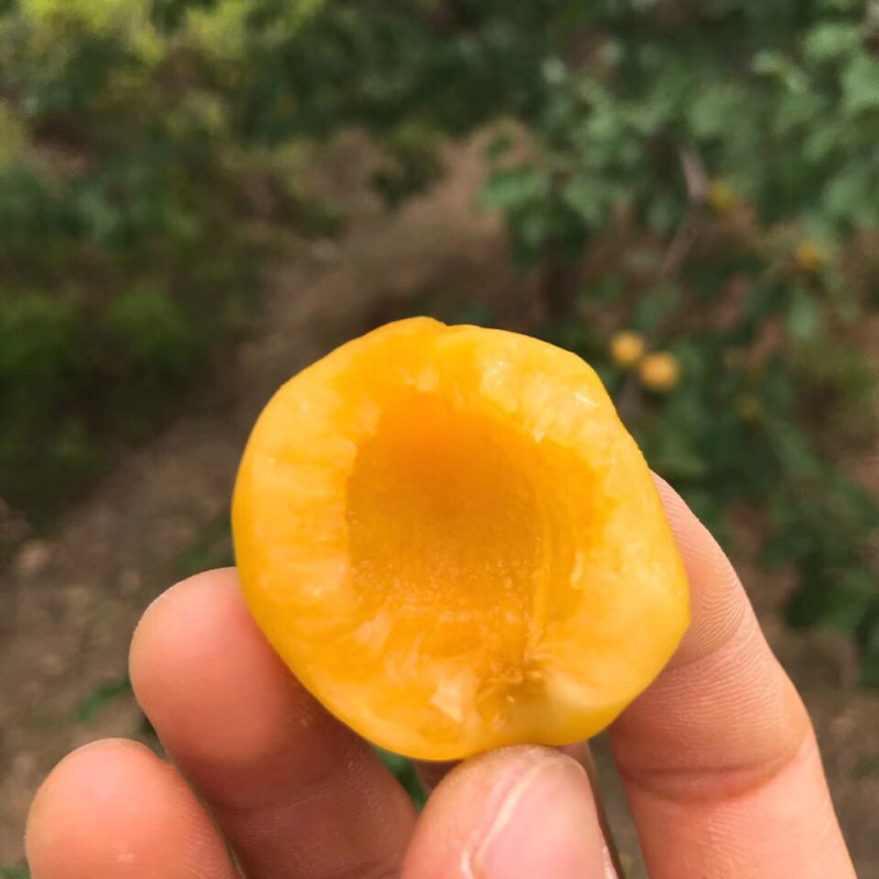 珍珠油杏苗杏苗根系发达丰产性好果甜丰满