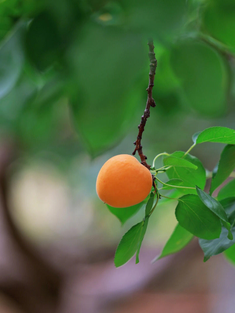 荷兰香蜜杏苗杏苗根系发达丰产性好果甜丰满