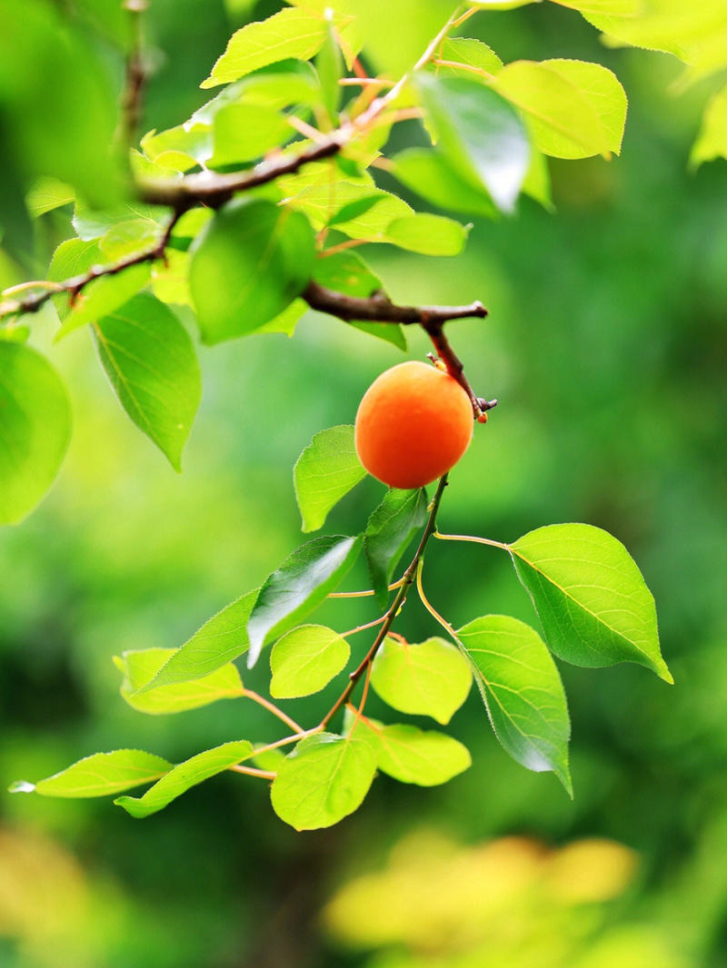 荷兰香蜜杏苗杏苗根系发达丰产性好果甜丰满