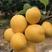 红丰杏苗杏苗根系发达丰产性好现挖保湿发货