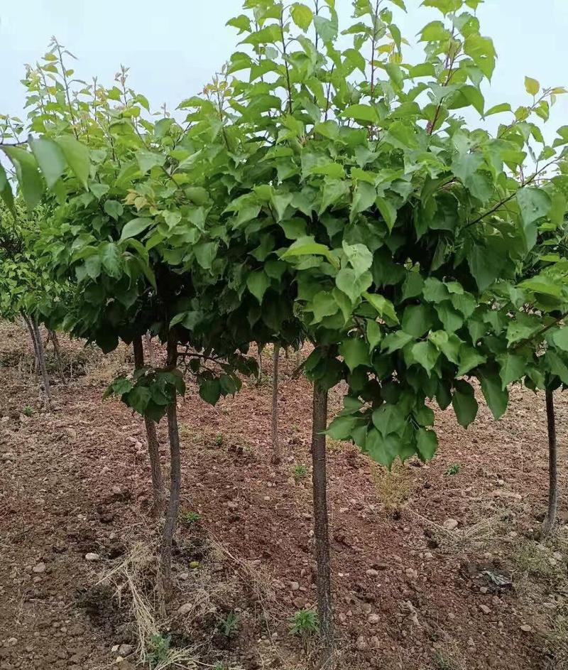 红丰杏苗杏苗根系发达丰产性好现挖保湿发货