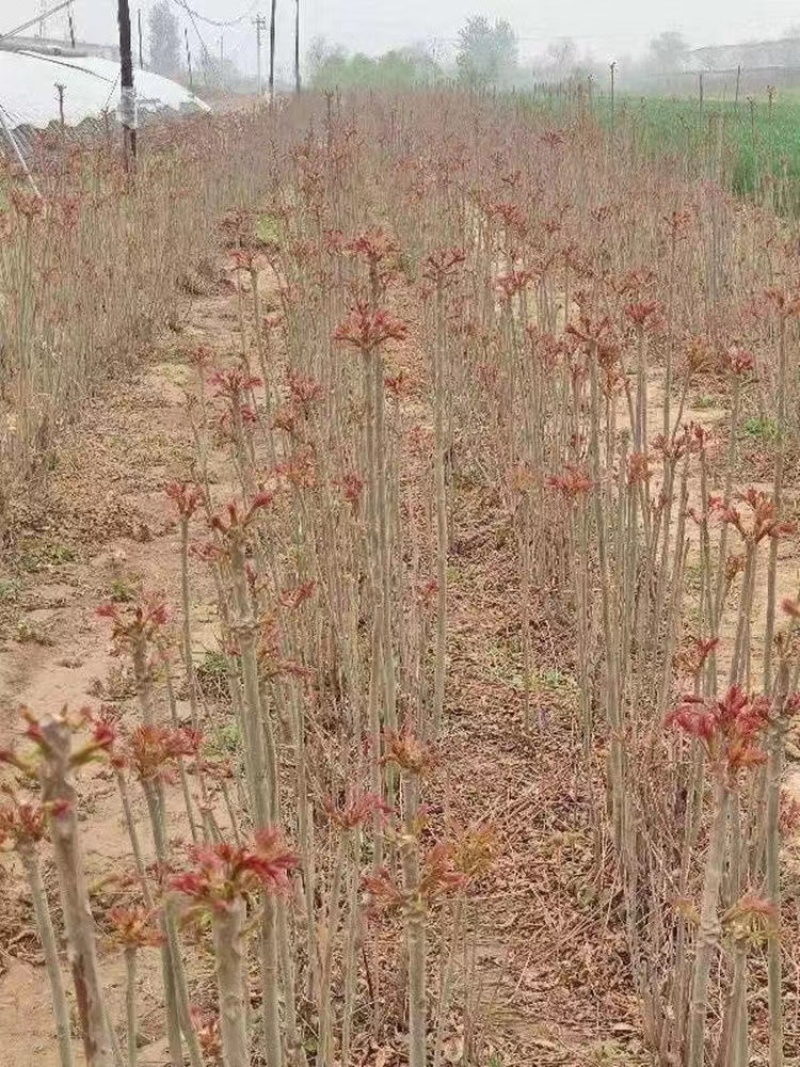 红油香椿苗保湿发货量大优惠存活率高死苗补发