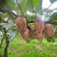 海沃德猕猴桃苗猕猴桃苗根系发达丰产性好果大味甜
