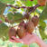 海沃德猕猴桃苗猕猴桃苗根系发达丰产性好果大味甜