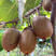 翠香猕猴桃苗猕猴桃苗根系发达丰产性好果大味甜