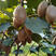 翠香猕猴桃苗猕猴桃苗根系发达丰产性好果大味甜