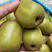 黄金奇异果猕猴桃苗根系发达丰产性好果大味甜