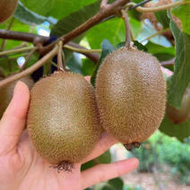 奇异果猕猴桃猕猴桃苗根系发达丰产性好果大味甜