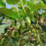 软枣猕猴桃苗猕猴桃苗根系发达丰产性果实甜美