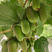 软枣猕猴桃苗猕猴桃苗根系发达丰产性果实甜美