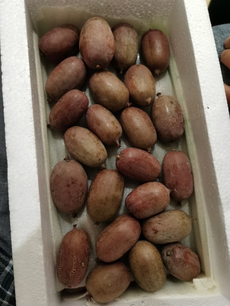 红心软枣猕猴桃苗猕猴桃苗根系发达丰产性好果甜味美