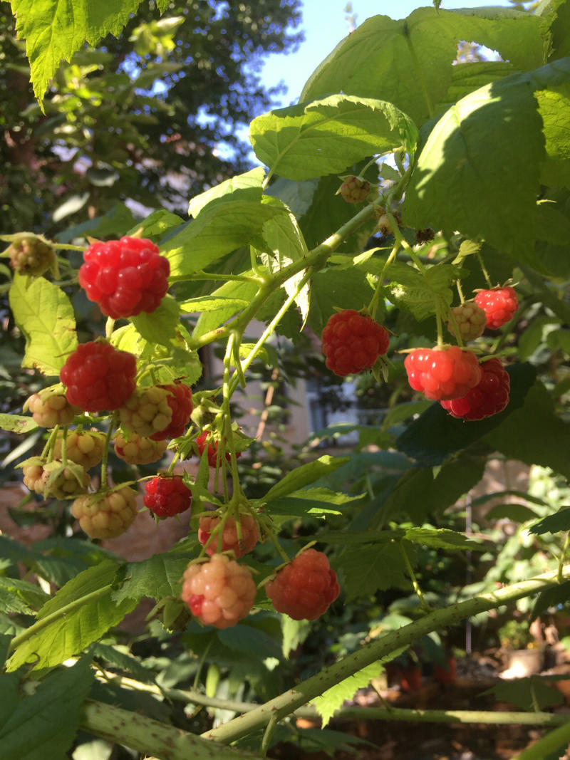 丰满红树莓苗现挖现发存活率高抗旱耐冻挂果快