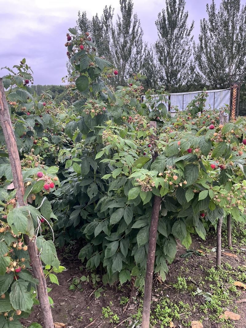 红宝玉树莓好管理根系发达挂果快抗旱耐冻死苗补发