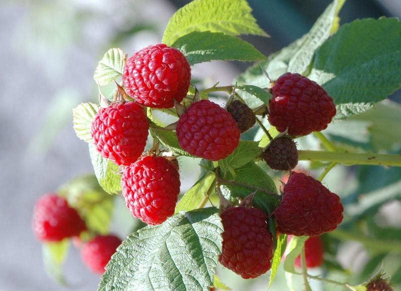 红宝玉树莓好管理根系发达挂果快抗旱耐冻死苗补发
