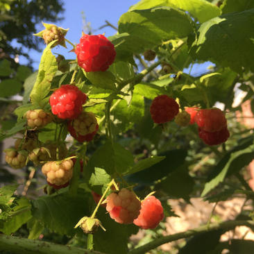 红树莓梅根系发达产量高好管理挂果快抗旱耐冻