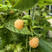 金树莓苗抗旱耐冻现挖现发挂果快产量高死苗补发
