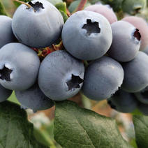 奥尼尔蓝莓好管理产量高保湿发货量大优惠