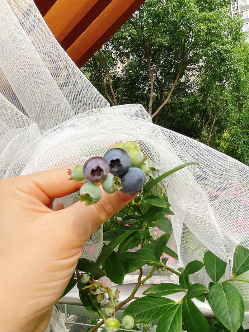 薄雾蓝莓苗抗旱耐冻现挖现发好管理死苗补发