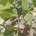 双丰蓝莓产量高好管理挂果快存活率高死苗补发