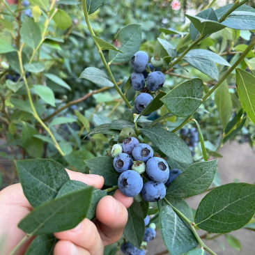 甜蜜蜜蓝莓根系发达保湿发货好管理成活率高