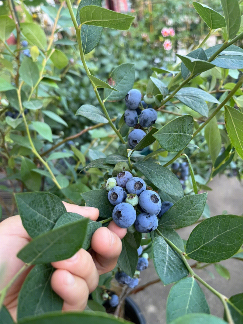 甜蜜蜜蓝莓根系发达保湿发货好管理成活率高