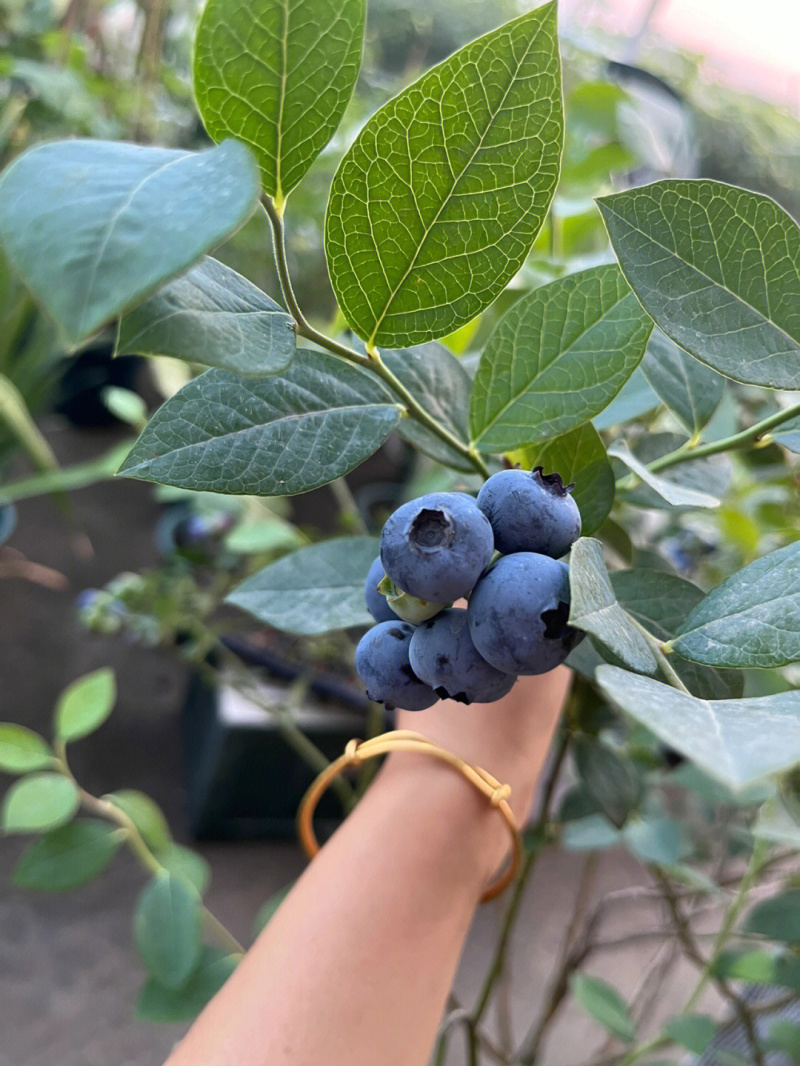 甜蜜蜜蓝莓根系发达保湿发货好管理成活率高