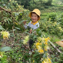 金花三号苗金银花苗根系发达丰产性好现挖保湿发货