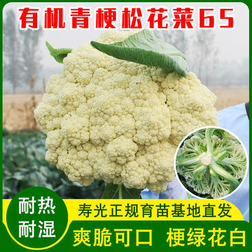 青梗松花菜65种子有机花椰菜种籽菜苗高产抗病性强