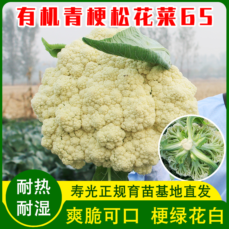 青梗松花菜65种子有机花椰菜种籽菜苗高产抗病性强
