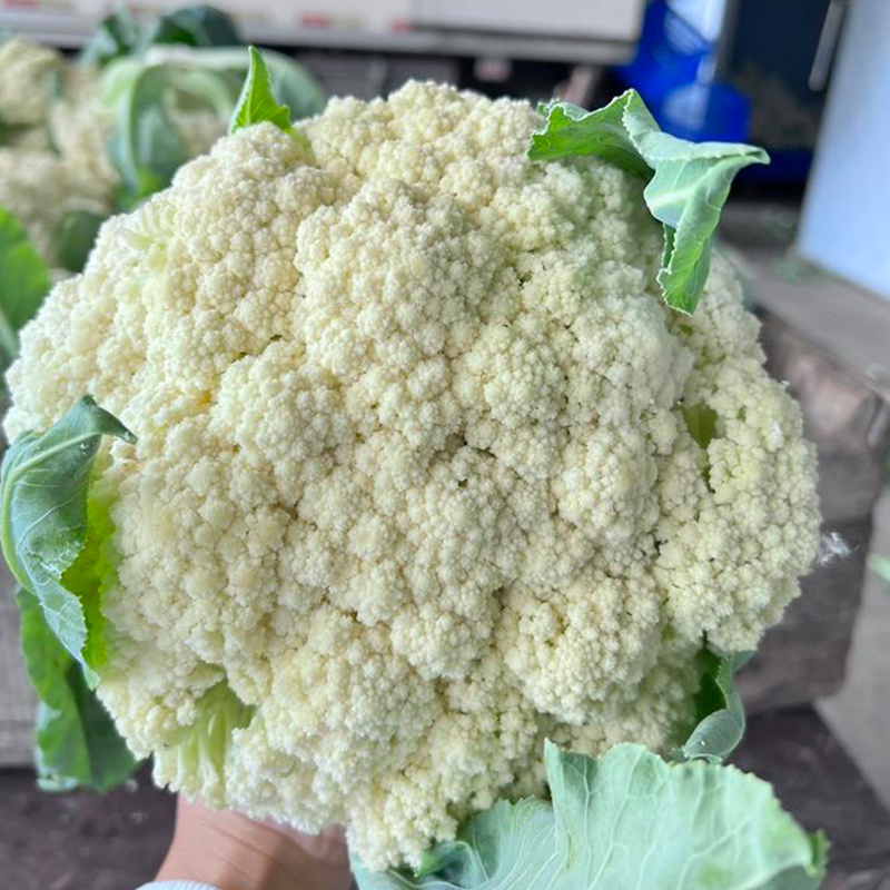 青梗松花菜65种子有机花椰菜种籽菜苗高产抗病性强