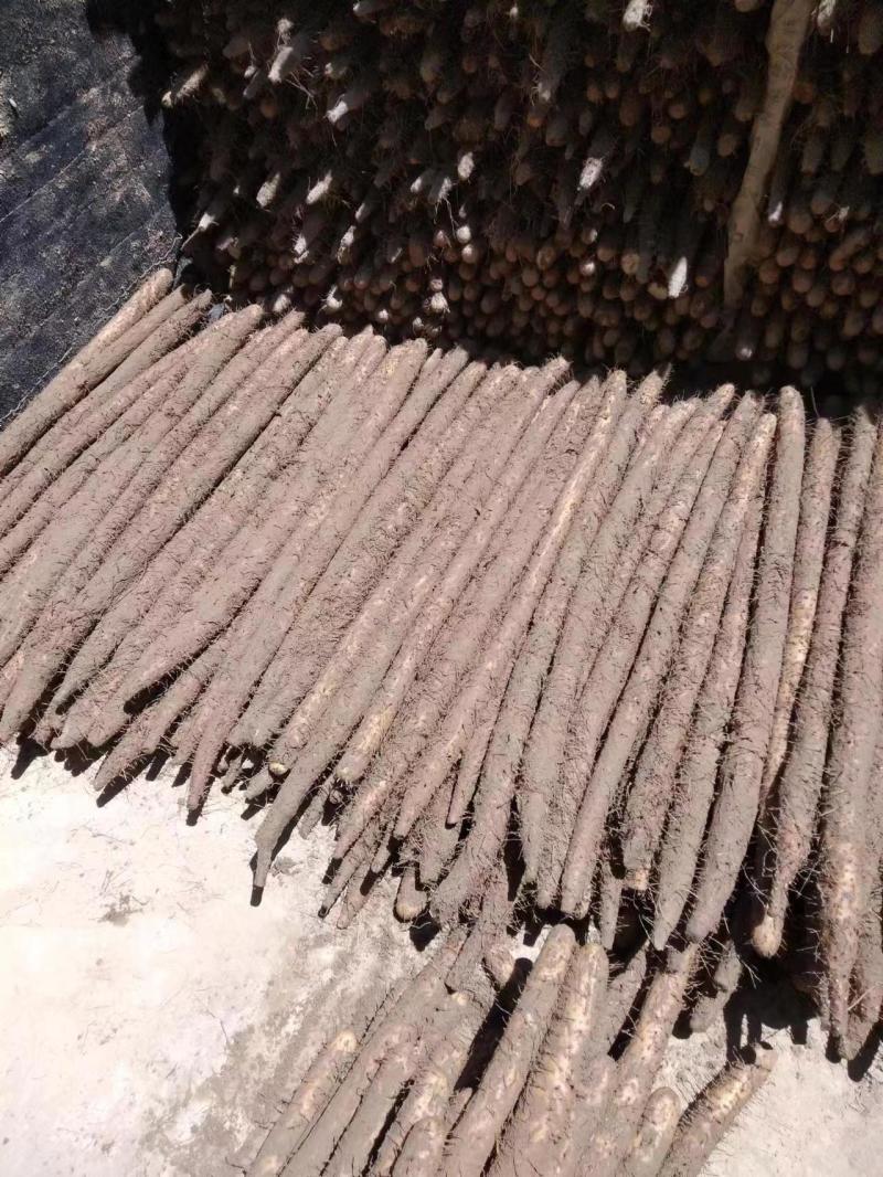 【推荐】河北小白嘴山药产地直发现货价优保质