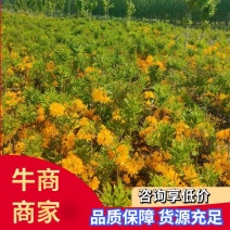 高山杜鹃苗自家苗圃移栽苗规格齐全现挖现发欢迎咨询