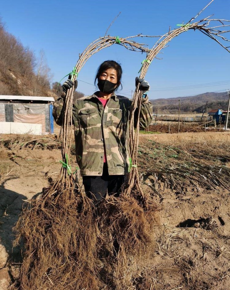 红心猕猴桃苗产量高存活率高现挖现发死苗补发