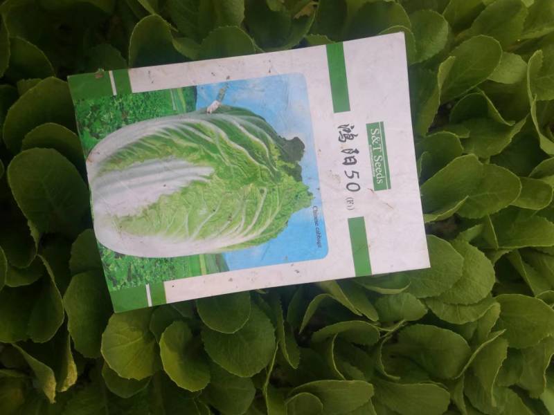 白菜苗夏阳白菜苗育苗基地供应，品质保证，欢迎选购