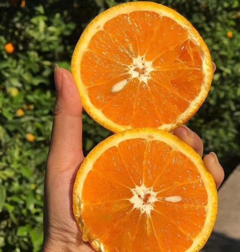 赣南脐橙树苗橙子苗根系发达丰产性好现挖保湿发货