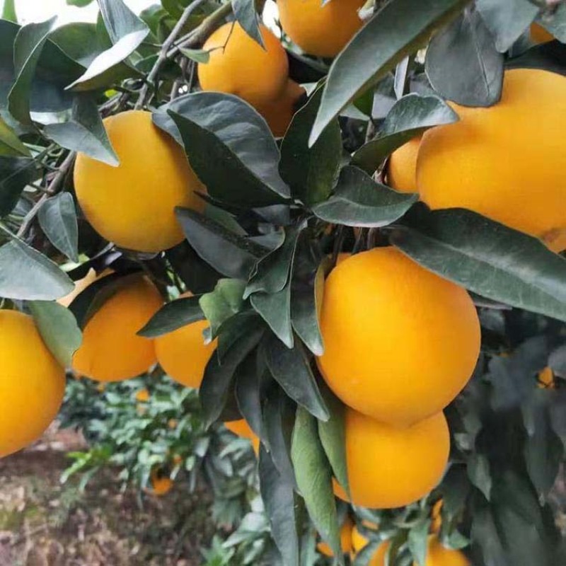 赣南脐橙树苗橙子苗根系发达丰产性好现挖保湿发货
