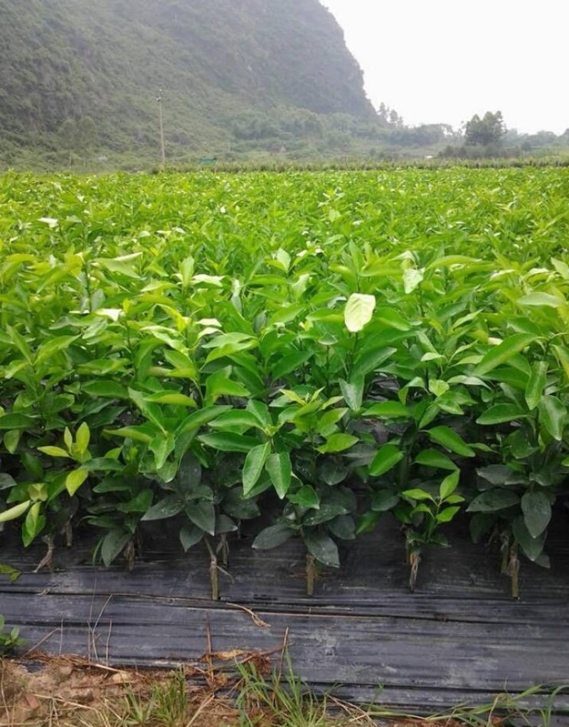 赣南脐橙树苗橙子苗根系发达丰产性好现挖保湿发货