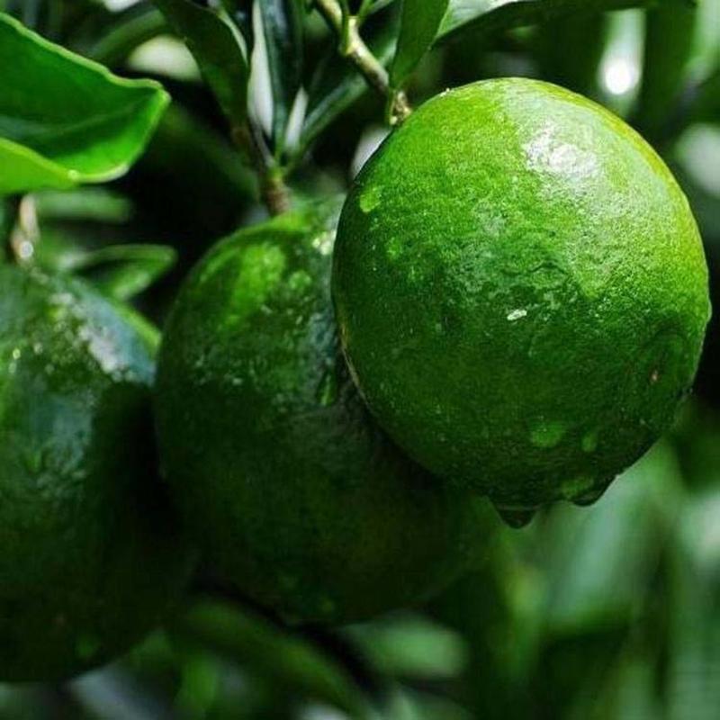 绿橙树苗橙子苗根系发达丰产性好果子味甜现挖保湿发货
