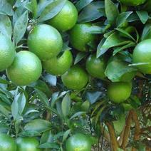 绿橙树苗橙子苗根系发达丰产性好果子味甜现挖保湿发货