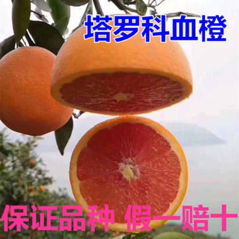 塔罗科血橙树苗根系发达丰产性好现挖保湿发货