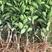 塔罗科血橙树苗根系发达丰产性好现挖保湿发货