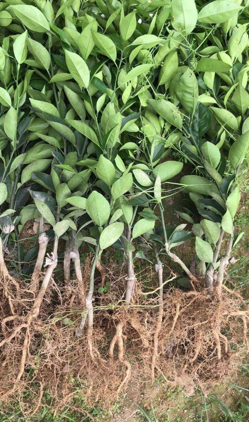 塔罗科血橙树苗根系发达丰产性好现挖保湿发货