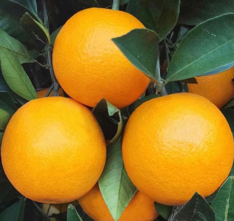 冰糖橙苗橙子苗根系发达丰产性好果大味甜现挖现发