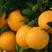 冰糖橙苗橙子苗根系发达丰产性好果大味甜现挖现发