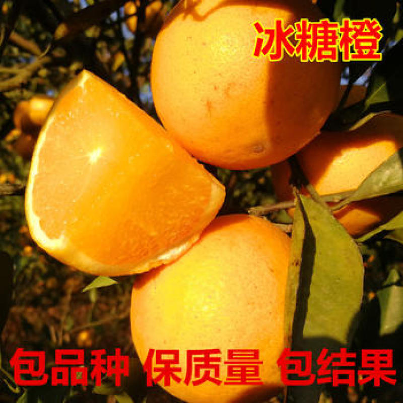 冰糖橙苗橙子苗根系发达丰产性好果大味甜现挖现发