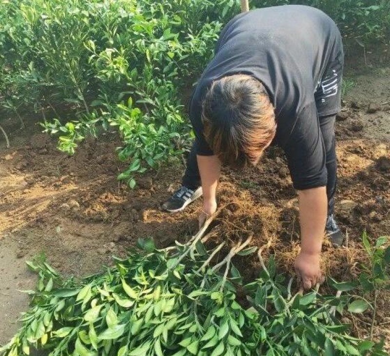 冰糖橙苗橙子苗根系发达丰产性好果大味甜现挖现发