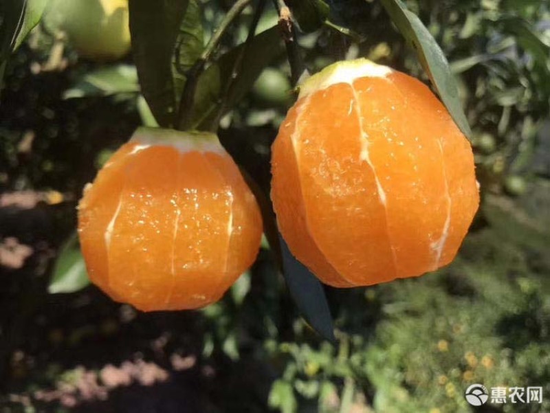 夏橙树苗橙子苗根系发达丰产性好果大味甜现挖现发